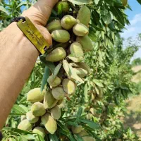 اغاز پیش فروش نهال بادام تونو