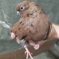کبوتر سرو و اتم