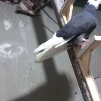 پلنگ ماده|پرنده|بم, |دیوار