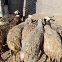 دام گوشتی ،مستقیم از دامدار خرید کنید|حیوانات مزرعه|قزوین, |دیوار