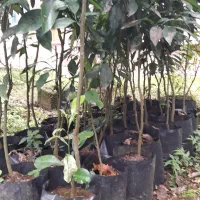 نهال نارنج|خدمات باغبانی و درختکاری|رانکوه, |دیوار