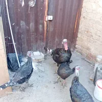 اردک‌پنگوینی‌یاایستاده‌جوجه‌طاووس‌بوقلمون