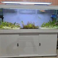 فروش آکواریوم گیاهی و آروانا سوپر رد