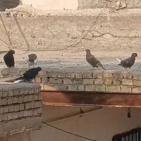 کبوتر دم سفید