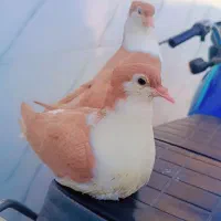 جفت جوجه دوبال زرد