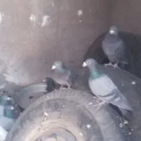 بیستون دوسه تا نر پلاکی مرغ و بپر