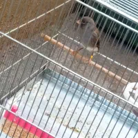 قناری طوسی|پرنده|تهران, آزادشهر|دیوار