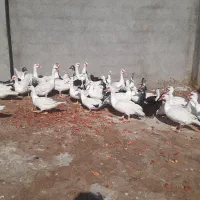 اردک اسراییلی|حیوانات مزرعه|کاشمر, |دیوار