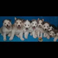 توله هاسکی|سگ|رشت, حومه رشت|دیوار