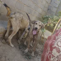 سلام توله ماده6ماحه پژدرتوله تبر قهرمان وحیدعباسی|سگ|همدان, |دیوار