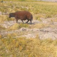دو راس قوچ افشار