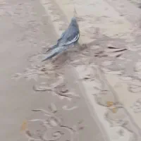 جفت عروس هلندی نر