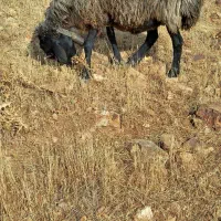 بره نر فروشی و میش