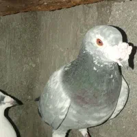 حیون|حیوانات|ایذه, |دیوار