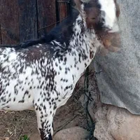 کهره نر کوچک و بزرگ بره ماده .بز|حیوانات مزرعه|بندرعباس, |دیوار