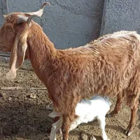 بز بزغاله دار و توقلی ماده