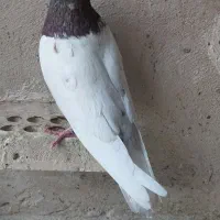 کبوتر