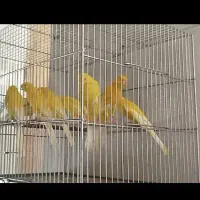 قناری رسمی بلند