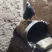 کفتر دوم سفید