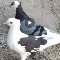 کبوتر سرور  هفت رنگ  و ابلغ پاچکمه