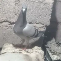 پرنده