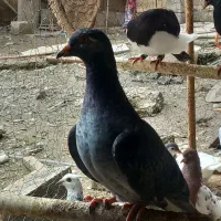 کبوتر ساده و رنگی|پرنده|قائمشهر, |دیوار