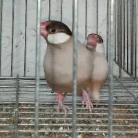 ۱۰ جفت فنچ نرگسی شکلاتی|پرنده|اهواز, معین زاده|دیوار