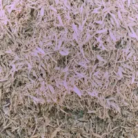 فروش کاه نخود|لوازم جانبی حیوانات|قیدار, |دیوار