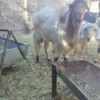 یک عدد نری بایک عدد کیسه چاق