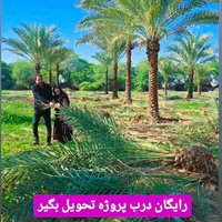 شب عید نزدیکه پالم بهشتی|خدمات باغبانی و درختکاری|ابریشم, |دیوار
