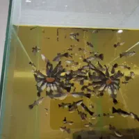 ماهی گوپی فول بلک|ماهی|بروجرد, |دیوار