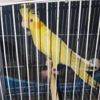 عروس هلندی ماده