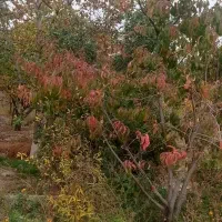 خانه ویلا|فروش خانه و ویلا|چناران, |دیوار