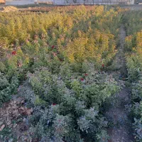 کندرز هلندی|گل و گیاه طبیعی|محلات, |دیوار