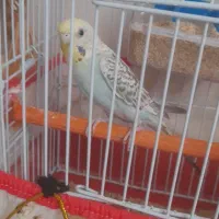 مرغ عشق،خروس،چاغو