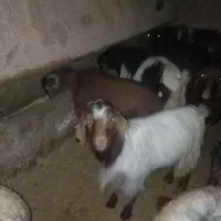 بزغاله نر چاق