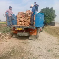 چوب درخت ابریشم اکالیپتوس کنار مرکبات