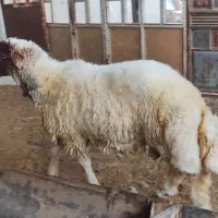 بره پروار|حیوانات مزرعه|زرنه, |دیوار