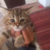 گربه