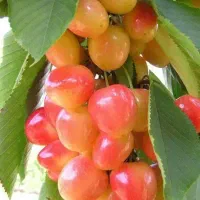 نهالستان|خدمات باغبانی و درختکاری|اصفهان, مصلی|دیوار