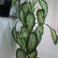 فروش گل دیفن باخیا|گل و گیاه طبیعی|رشت, معلولین|دیوار