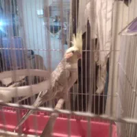 قفس سهره ، عروس هلندی آلبینو ودوکت