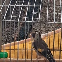 قناری سبز|پرنده|خمینی‌شهر, |دیوار