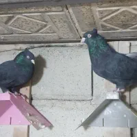 یک جفت نروماده زاغ چش نوک سفید|پرنده|پاپی, |دیوار