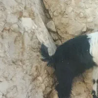 بز نژدی ودوعددبزغاله
