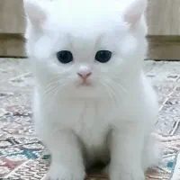 بریتیش کت نر