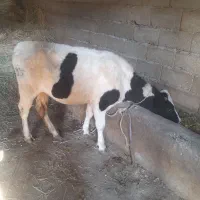 عرضه گوشت گوساله و بره سبک وزن واقعی|خوردنی و آشامیدنی|نمین, |دیوار