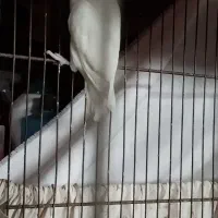 کوتوله مولد|پرنده|قم, کلهری|دیوار