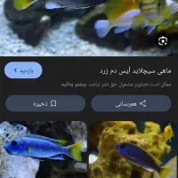 آفریقایی ایس دم زرد