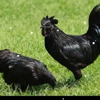 مرغ و خروس و جوجه ایام سمانی